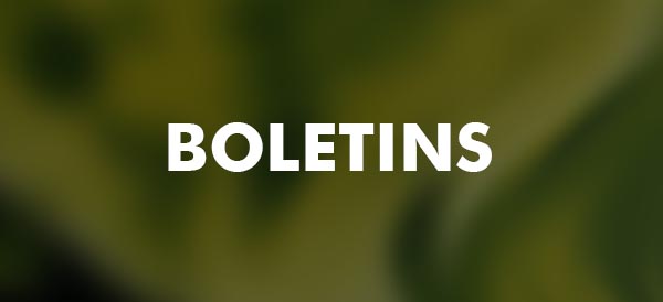 Boletins