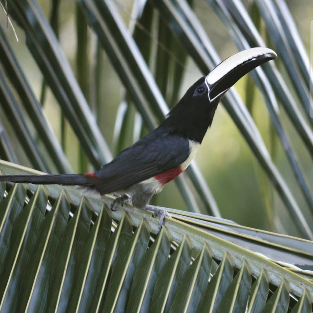 araçari fauna dispersora