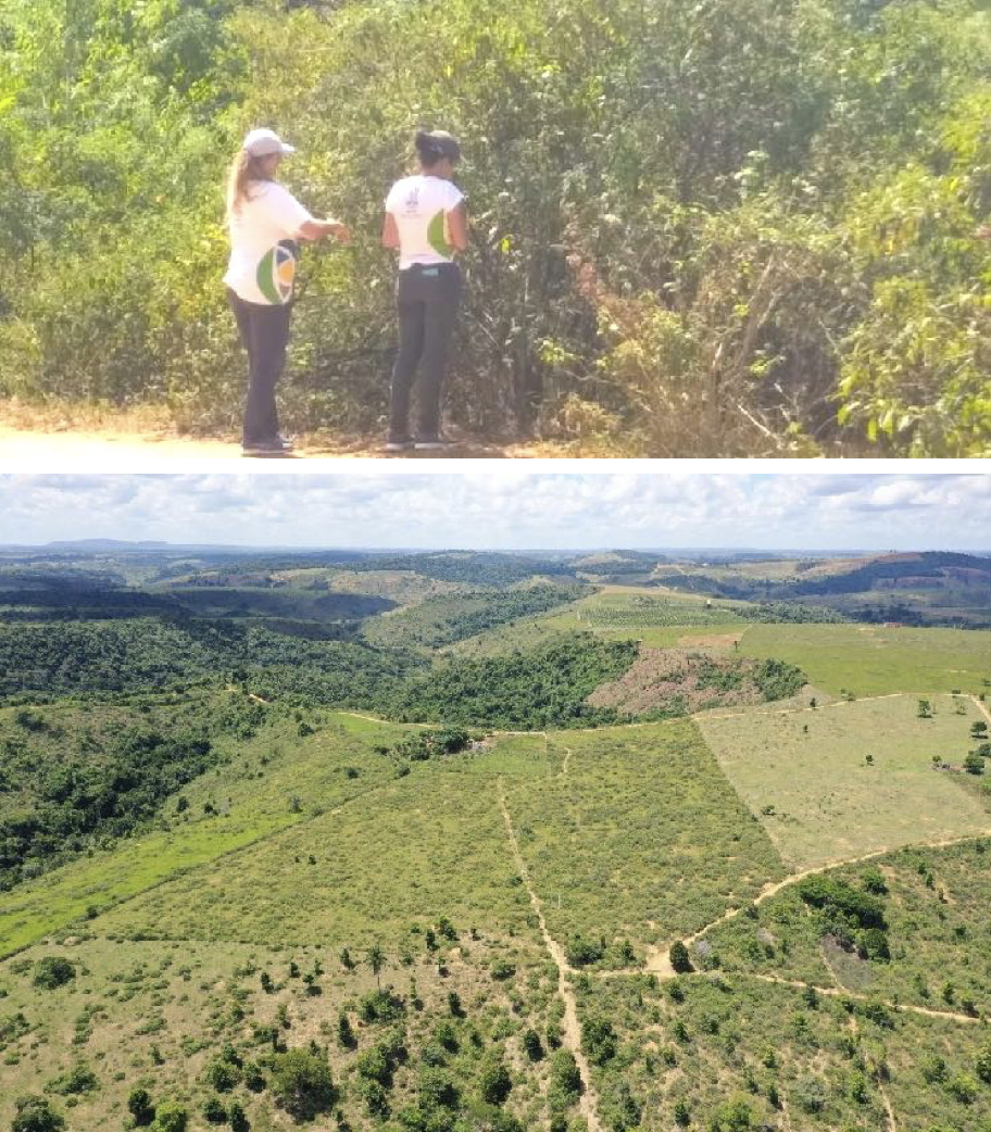 Áreas de ocorrência natural da Varronia curassavica em Eunápolis BA onde a pesquisa foi desenvolvidapng