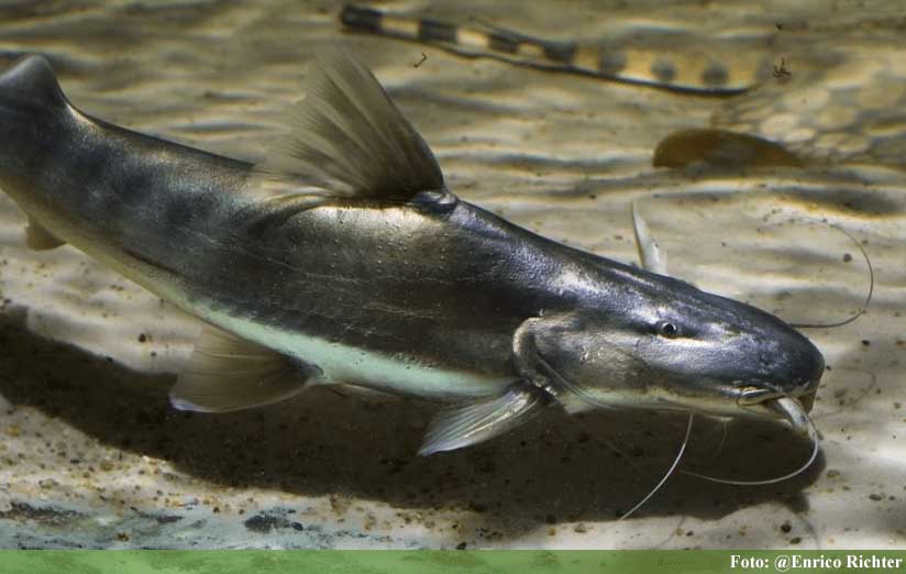 dourada brachyplatystoma rousseauxii guia e cuidados ficha tecnica