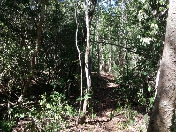 Matas preservadas prestam diversos serviços ecossistêmicos, dentre eles a estocagem de carbono como resultado da fotossíntese (Aspecto de uma Floresta Estacional Semidecídua preservada, foto por Alessandro de Paula) Floresta Estacional Semidecídua preservada